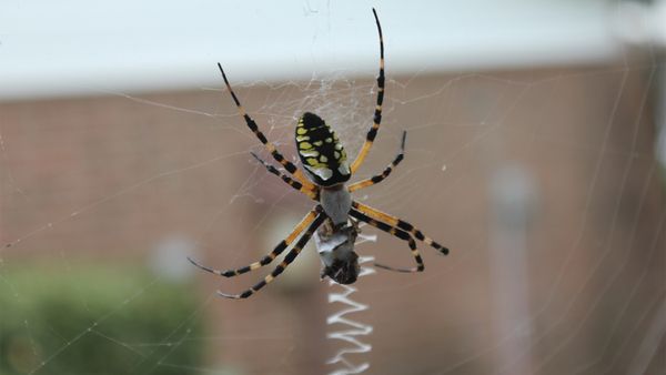 Banana spider