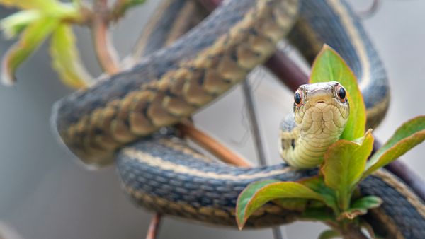 garter snake