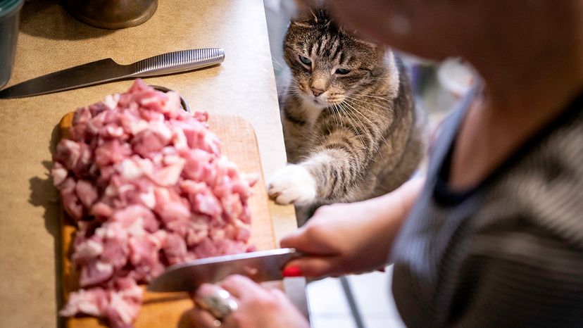 Cat stealing food