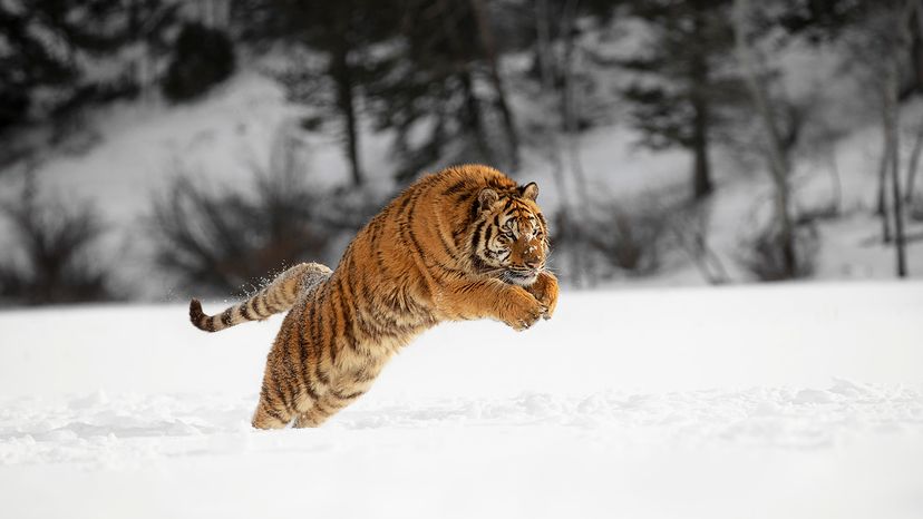 Siberian tiger