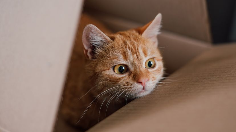 cat