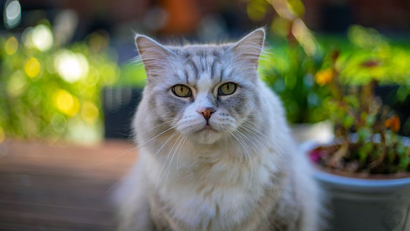 cat